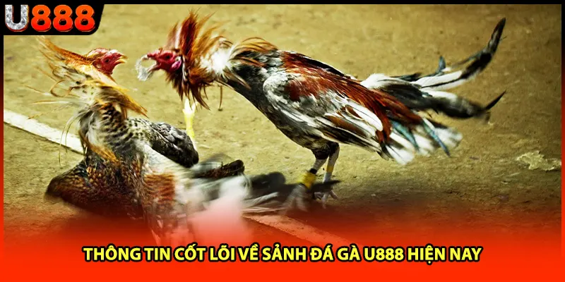 Thông tin cốt lõi về sảnh đá gà U888 hiện nay